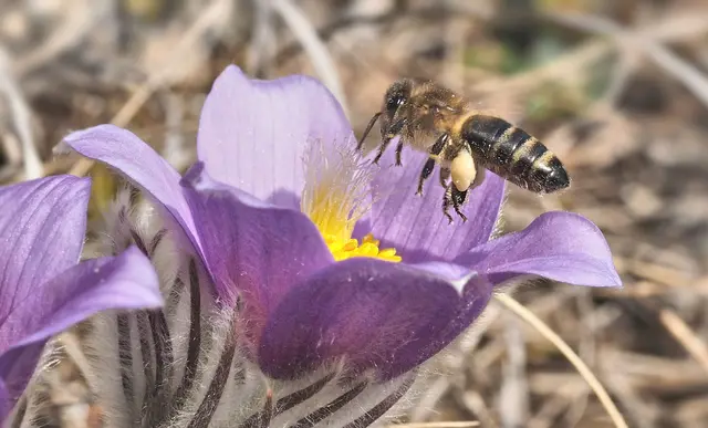 Die emsige Biene | Foto: Elfriede Lungenschmied