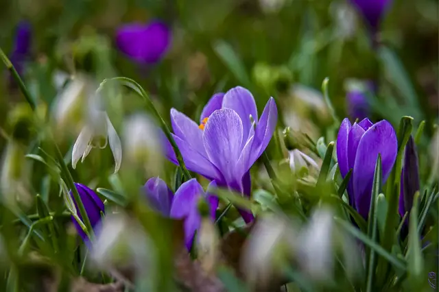 Palmsonntag im Regen,
bringt zu Ostern den Segen!
Foto: Glaser 