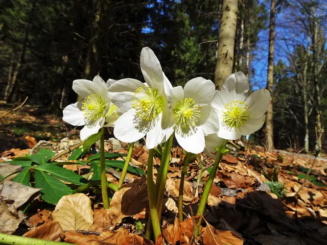 ... wie z.B. am Unterberg (Bezirk Wiener Neustadt-Land) | Foto: © Silvia Plischek