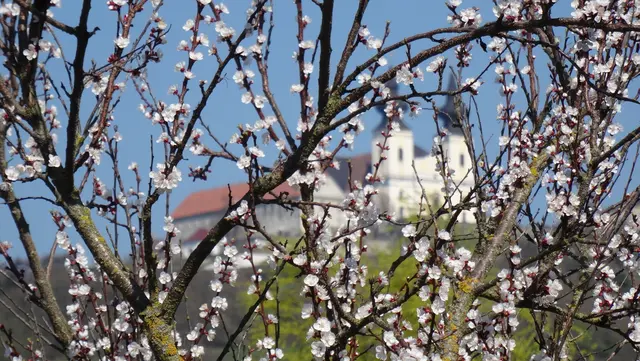 Es wächst und gedeiht ein Marillenbaum | Foto: Andreas Schachinger