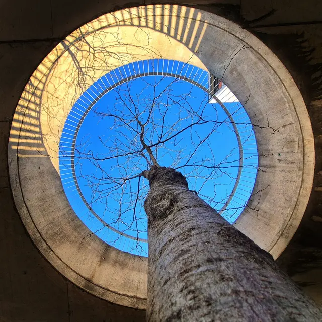 Dem Himmel entgegen | Foto: Sabine Mayer