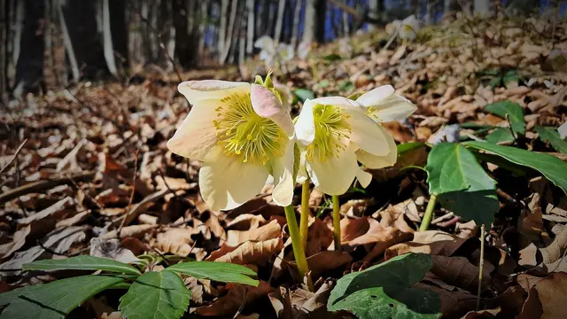 Schneerosenwanderung Traisen – Wieserspitz – Artnergupf / Hohenberg - Buchberg ... 
 &gt;&gt;&gt; Bericht und Bilddoku (17 Aufnahmen)  | Foto: © Silvia Plischek