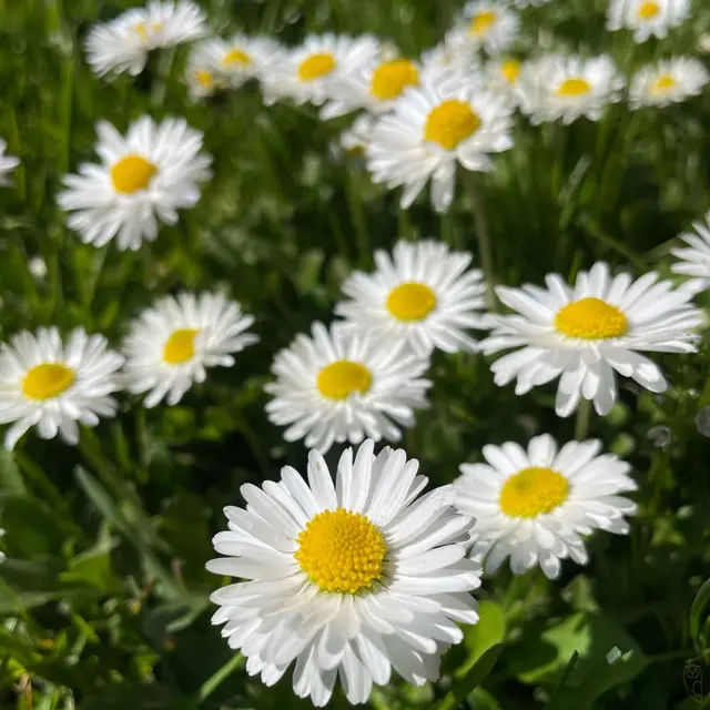 Wahre Freundschaft gibt es nur dort,
wo Menschen ehrlich zueinander sind.
Foto: Glaser 