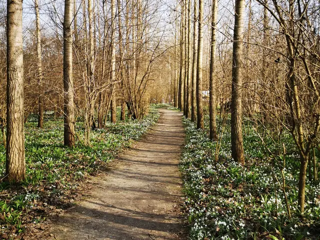 Die Au erwacht: Tausende Schneeglöckchen blühen, der Duft von Bärlauch liegt in der Luft.  | Foto: Ulrike Plank