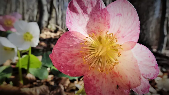 Schneerosenblüte am Waxeneck ...  &gt;&gt;&gt; Bildbericht inklusive 21 Aufnahmen
 | Foto: © Silvia Plischek