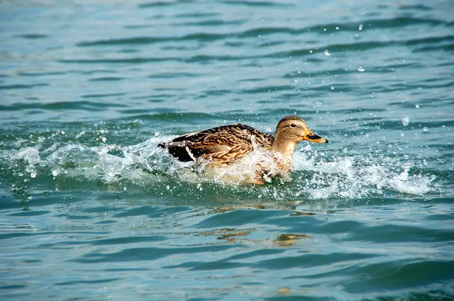 Nix wie weg | Foto: Hannelore Tiller