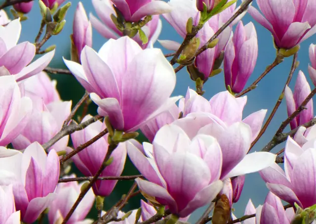 Magnolienblüte in voller Pracht: Zarte Rosa- und Weißtöne läuten den Frühling in der Steiermark ein und setzen ein starkes Zeichen für Natur, Aufbruch und frische Farben. | Foto: Gerald Fritz