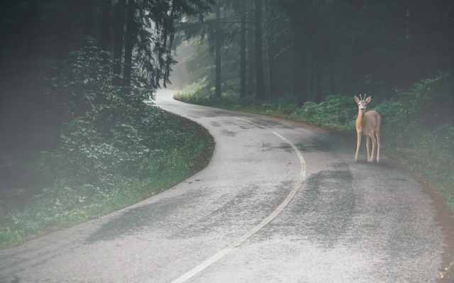 Achtung, Wildtiere haben die Zeit nicht umgestellt