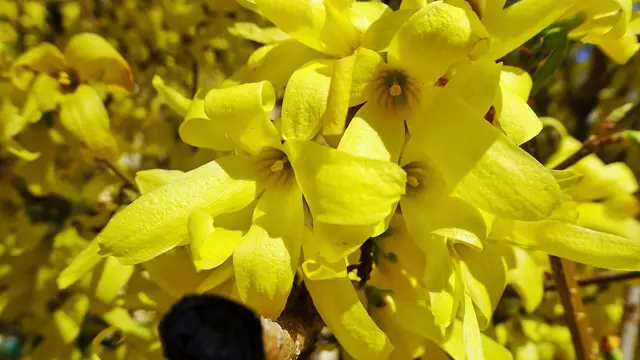 Frühlingsboten zu Ostern - blühende Forsythien | Foto: © Silvia Plischek