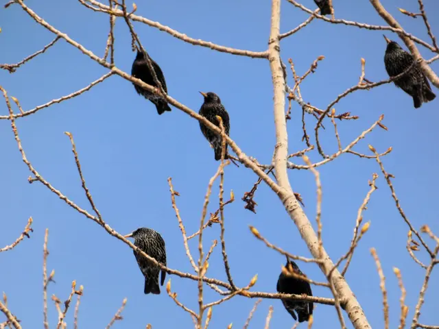 Stare sind die Zugvögel die bei milden Temperaturen besonders früh aus dem Mittelmeerraum zu ihren Brutgebieten zurückkehren | Foto: Christine Jaiczay