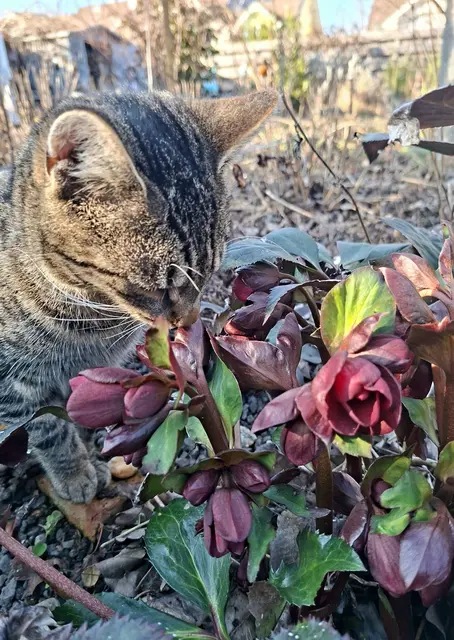 Es duftet nach Frühling | Foto: Lilia Olchowa