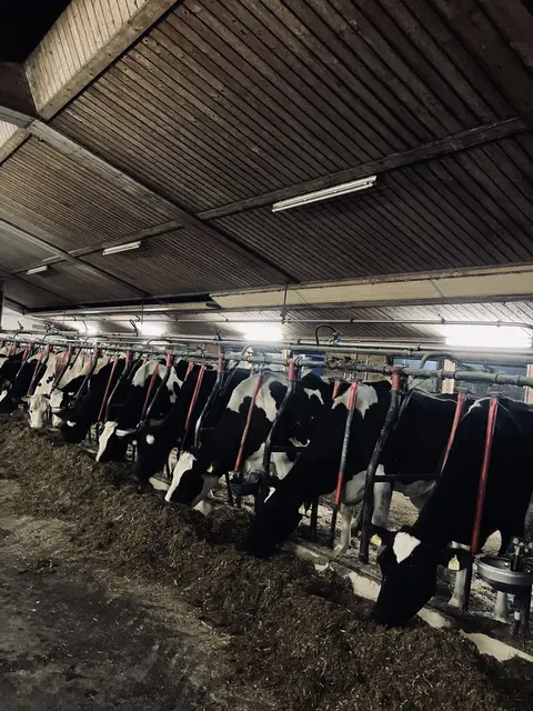 60 Kühe auf der Hofstelle in Strass im Zillertal sorgen für frische Milch. | Foto: Lippenhof