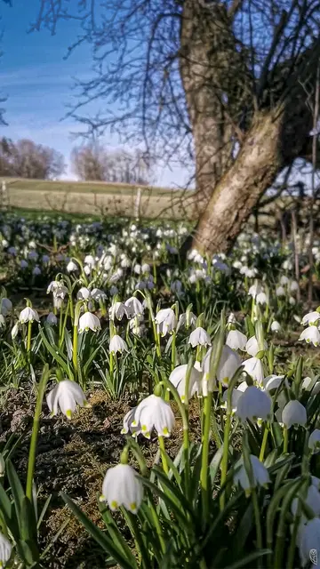"Guten Morgen!" - Aus dem Mühlviertel
Foto: Glaser 