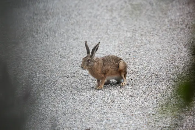 Tausende Hasen sterben jährlich auf den steirischen Straßen