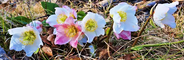 Schneerosen, ... jeder freut sich, wenn er sie sieht!