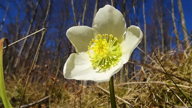 Schneerosenblüte im Triestingtal ...  &gt;&gt;&gt; Bildbericht inklusive 9 Aufnahmen
 | Foto: © Silvia Plischek
