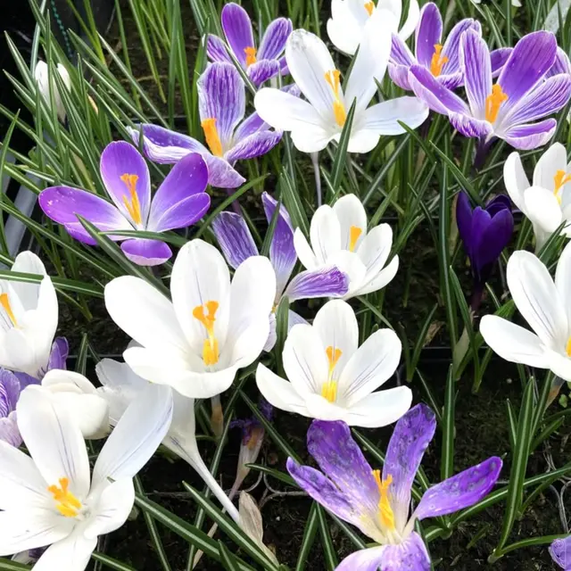 Nicht der tägliche Kontakt macht Freunde
sondern dass man sich verlassen kann.
Foto: Glaser 