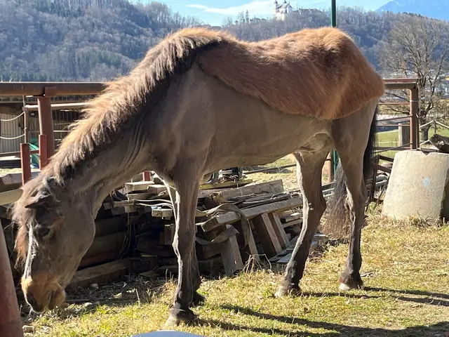Pferdehaar als nachhaltiges Material in Wieselburg