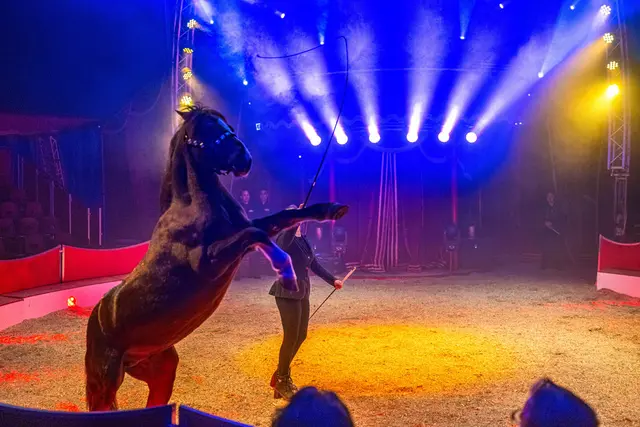 Foto: Circus Frankello