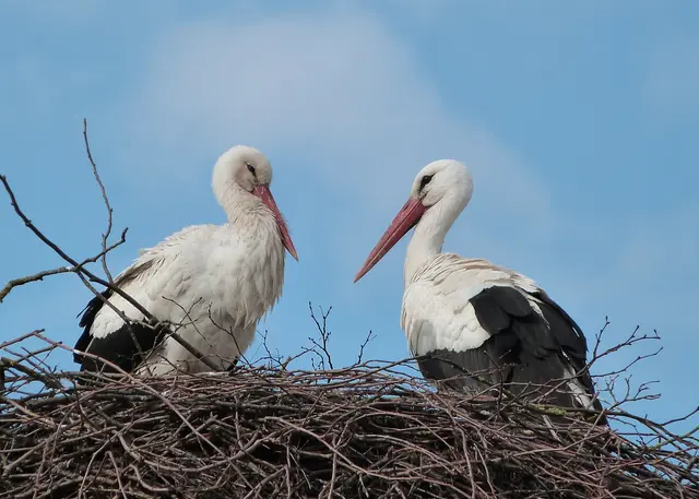 Ein Storchenpaar in der Marchregion | Foto: Brigitte Erhard