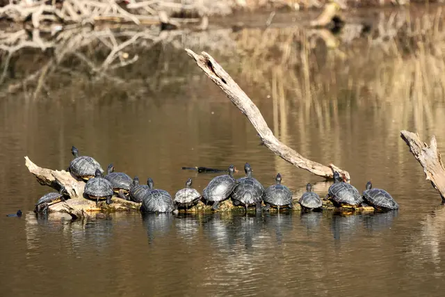 Gelbbauch- und Rotwangenschmuckschildkröten beim Sonnenbad | Foto: Brigitte Schweda