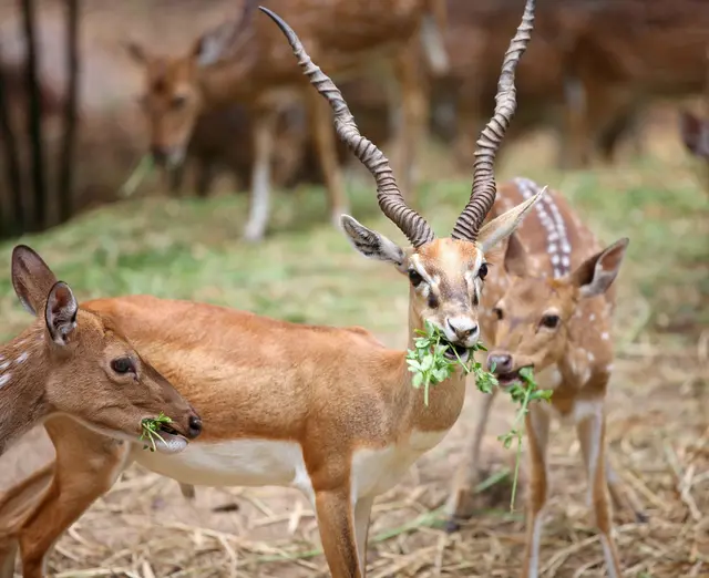 Tiergarten Schönbrunn verstärkt Sicherheitsmaßnahmen