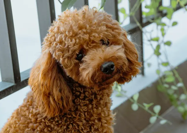 Alleine bei den Hunden registrierte man beim Tierquartier und Veterinäramt rund 300 Fundtiere. Nur die Hälfte von ihnen findet den Weg zurück nach Hause. (Archiv) | Foto: Tra Tran/Unsplash