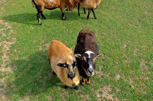 Schau`der hinterm Zaun da, ein Mensch | Foto: norbert reischl