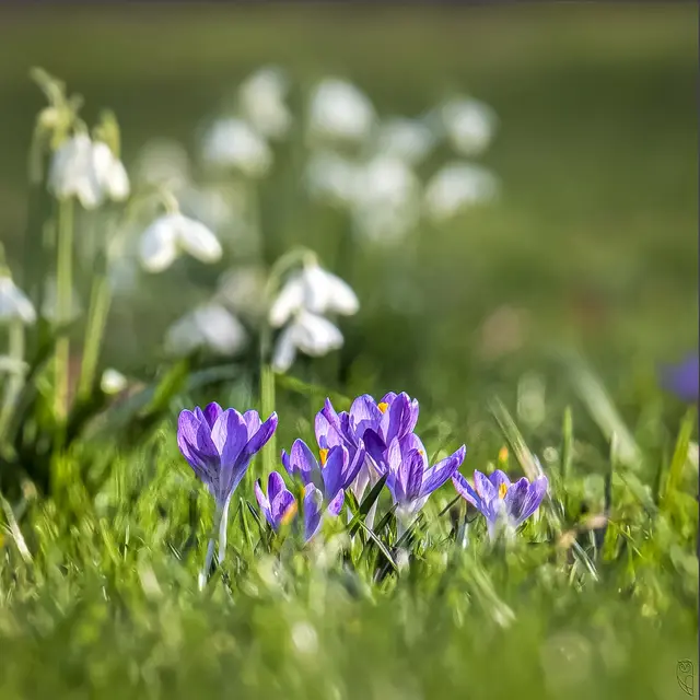 Sonne und Blütenpracht, es ist Frühling!
Foto: Glaser 