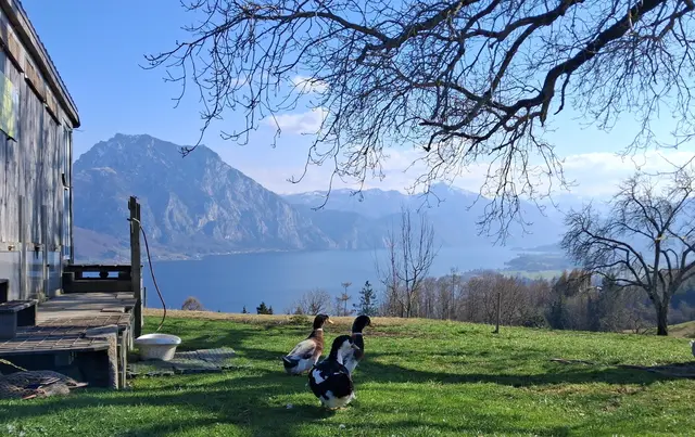 So schön war der März in Oberösterreich - Jetzt durchklicken! | Foto: Elisabeth Staudinger