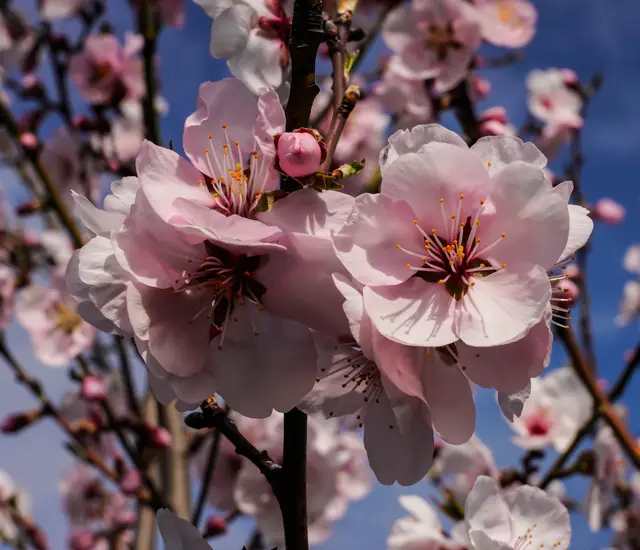 Mandelblüte im Burgenland: Zarte Blüten in Rosa und Weiß setzen frühlingshafte Akzente und stehen für Aufbruch, Wärme und die ersten farbenfrohen Tage der Saison. | Foto: Oliver Oszwald