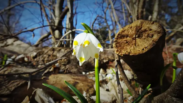 Wunder der Natur: Wildblumen - Frühlingsknotenblumen ... &gt;&gt;&gt; Link zum Beitrag (Bericht und Bilddoku)
 | Foto: ©️Silvia Plischek