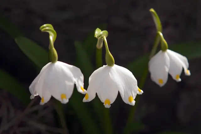 Die Frühlings-Knotenblume (Märzenbecher) bevorzugt feuchte, nährstoffreiche, mäßig saure Ton- und Lehmböden, die als Humusform in der Regel auch Mull aufweisen. Umso erstaunlicher ist, dass sich diese Blume heuer sogar in unserer Steinmauer vermehrte! Bisher war über Jahre nur eine Pflanze und heuer leuchtet nun auch eine zweite Pflanze an einer weiteren erdigen Steinfuge in der Nachmittagssonne und im Schatten der großen Steinblöcke in der großen Trockensteinmauer.    | Foto: © by Ing. Günter Kramarcsik