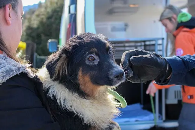 Der Zustand der Hunde sei äußerst bedenklich. | Foto: TiKo