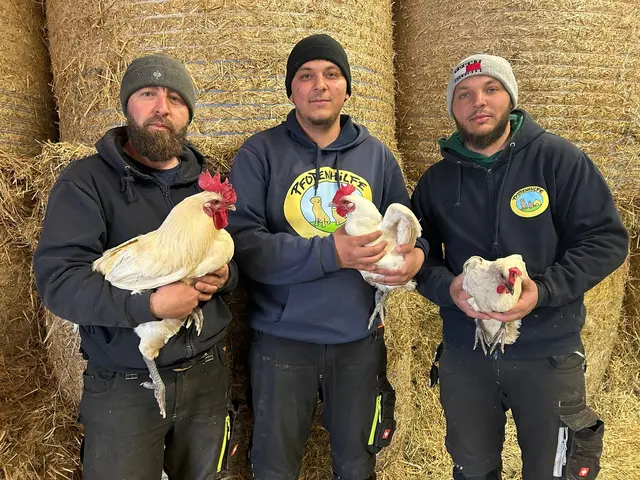 In Munderfing stellten Mitarbeiter der Pfotenhilfe drei herrenlose Hühner sicher. | Foto: Pfotenhilfe Lochen