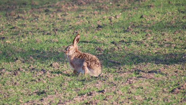 Feldhase im Zeichen von Ostern und Neubeginn: Erwin Hartmann hat im März ein klassisches Frühlingsmotiv mit starker Oster-Symbolik mit uns geteilt. Danke dafür! | Foto: Erwin Hartmann