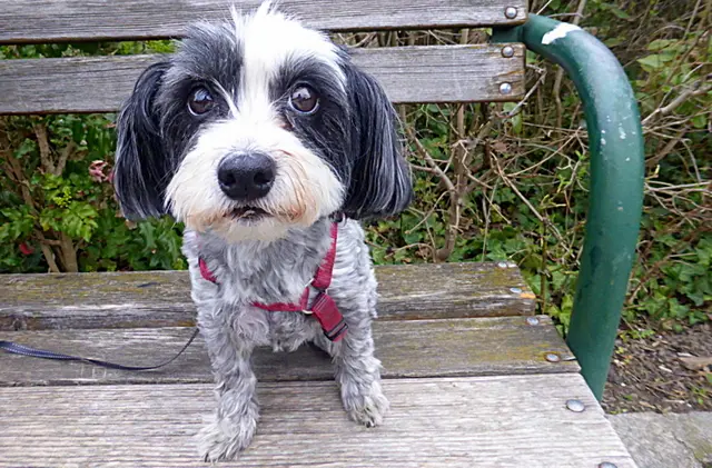 Für einen direkten Blick des Hundes zum Fotografen sind Augenhöhe, Aufmerksamkeit und Belohnung entscheidend💖