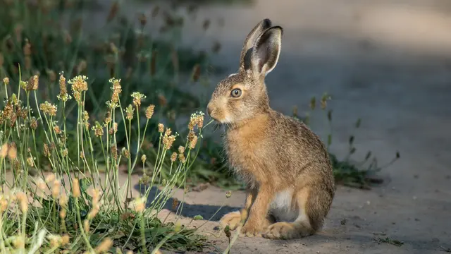 Der Feldhase gehört zu Ostern dazu.
 | Foto: Sylvia Marchart/Naturschutzbund Österreich