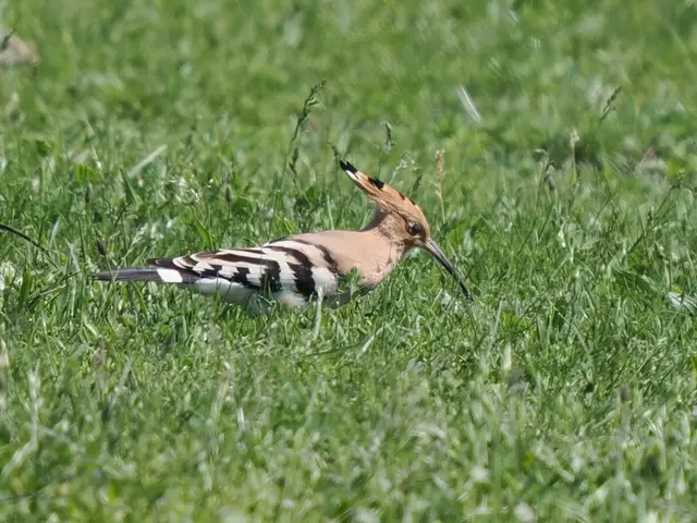 Der Vogel frisst Großinsekten wie Grillen, die dank der Wiesenbewirtschaftung der Landwirte wieder häufiger geworden sind. | Foto: Georg Strasser