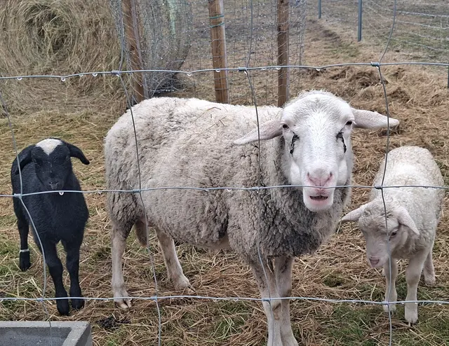 Nationalpark Illmitz
@renatahfotografie