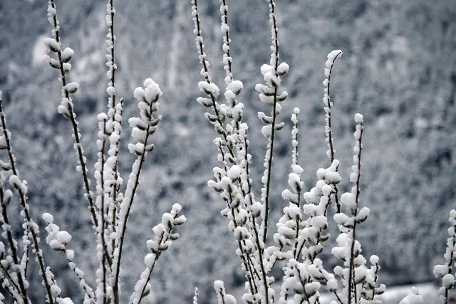 Mit diesen Palmkätzchen samt Schneehaube wünsche ich euch trotzdem einen schönen Sonntag.  | Foto: © by Ing. Günter Kramarcsik