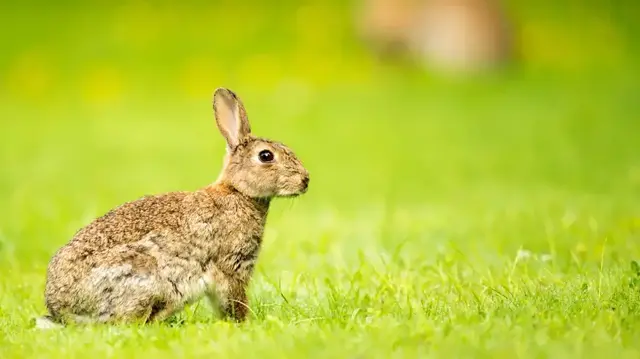 Ob Hase zu Besuch auf den heimischen Plätzen kommen, ist noch fraglich. Die Osterwochenendvorschau der Innsbrucker Vereine. | Foto: DPA
