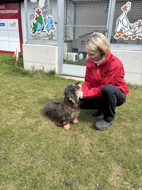 Susi hatte einen kurzen Aufenthalt im TSV St. Pölten und konnte ihrem Besitzer wieder übergeben werden. Redakteurin Tanja Handlfinger konnte sie übergeben. | Foto: Bischof