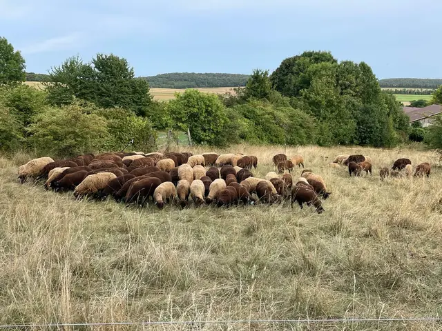Noch weiden Schafe. Ab Mai sollen im Naturschutzgebiet wieder Kühe grasen.  | Foto: Gemeinde Prellenkirchen
