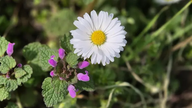 24.03.2026 blühen sie am Wegesrand neben dem Donaukanal : das Gänseblümchen (Bellis perennis) und die purpurrote Taubnessel (Lamium purpureum).