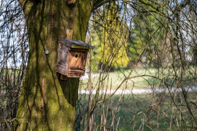 Durch das Anbringen, Kontrollieren und Reinigen von Nistkästen schafft die Stadtgärtnerei wichtige Brut- und Rückzugsräume für heimische Vogelarten. | Foto: Christian Krückel
