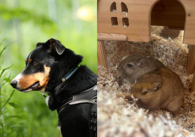 Diese Tiere warten im Tierheim auf ein neues Zuhause. Jeder von ihnen freut sich über Geduld, Zuwendung und ein sicheres Umfeld.