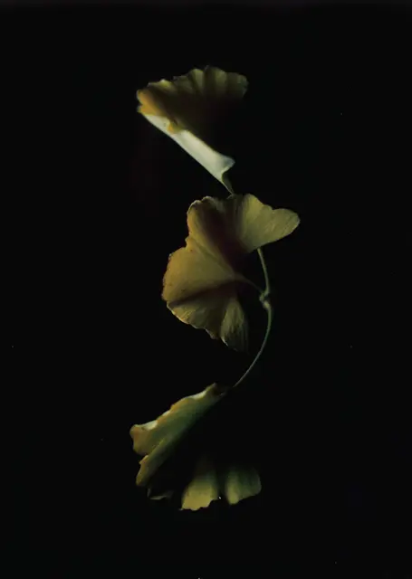 Foto: Klaus Mähring