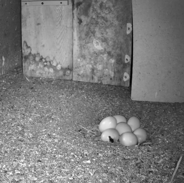 Naturschauspiel: Die Gänsesäger sind zurück im Schwazer Glockenturm