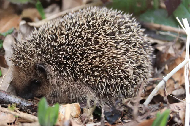 Ein kleines? IGELCHEN......
